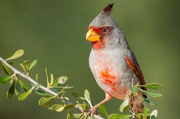 Red and white exotic bird